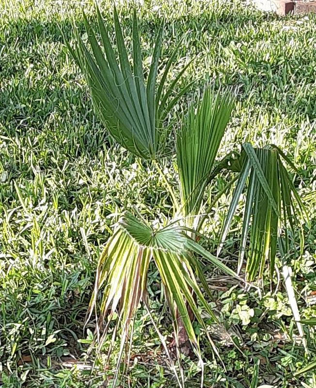 2029_Washingtonia_filifera_BackNine.jpg.b43cc6f92e2b373f3cc7456c9d9a064c.jpg