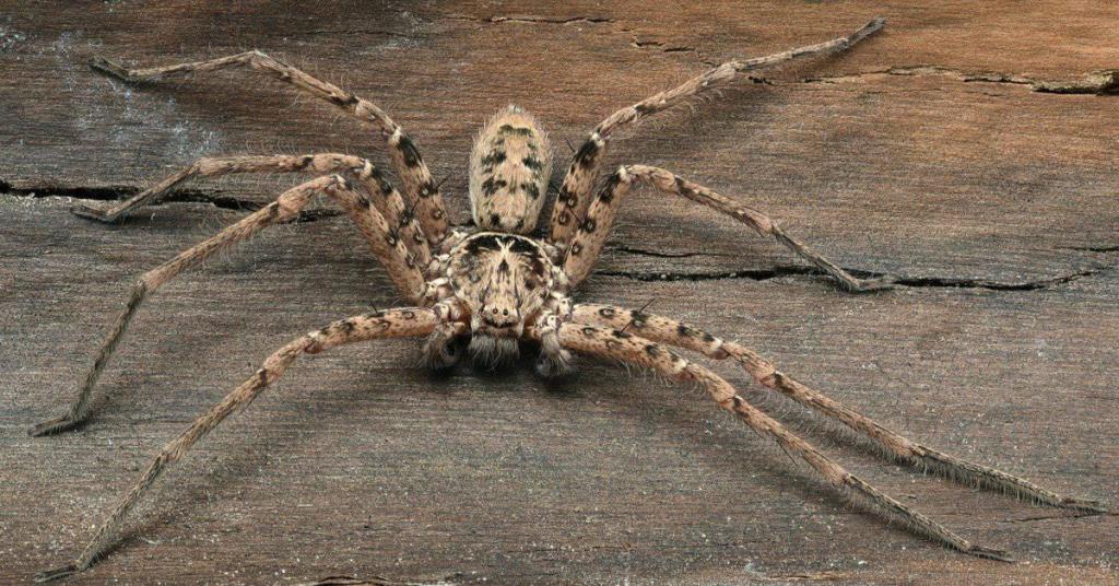 Biggest-Spiders_-Giant-Huntsman-Spider.jpg