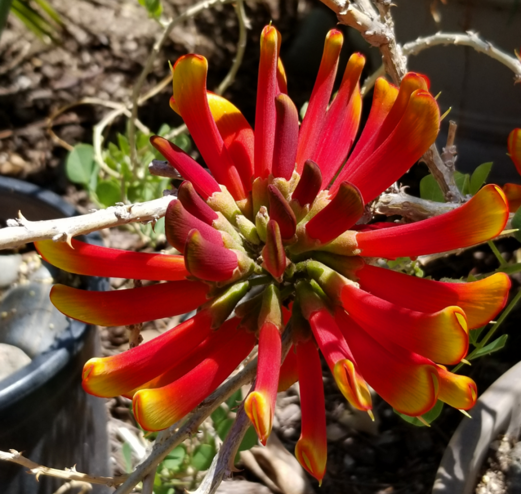 ErythrinaAcanthocarpa_3.png