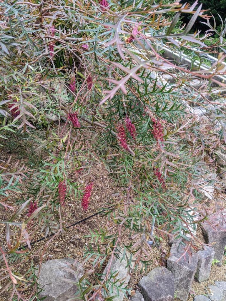 Grevillea-crop.thumb.jpg.31e06831ed5649bb63eba5e62b8d2499.jpg