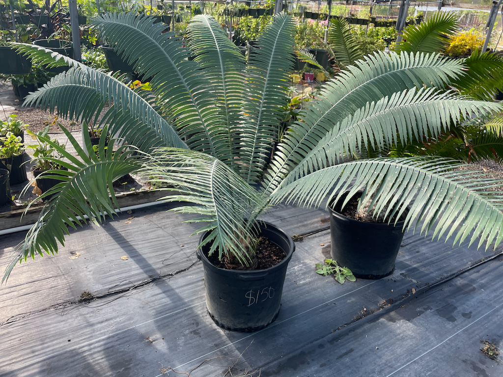 olmito_cycad.png.c1e8a78101c10b4c94c04fac28db5398.png