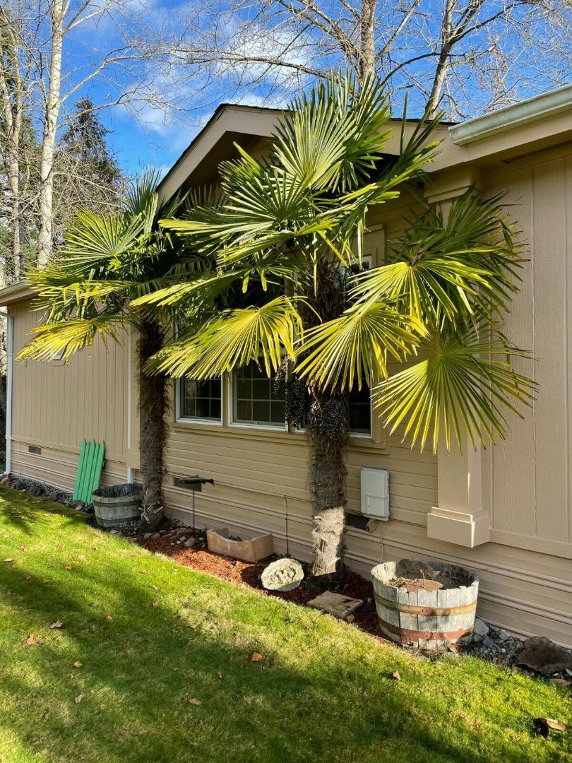 windmill palm tree root system