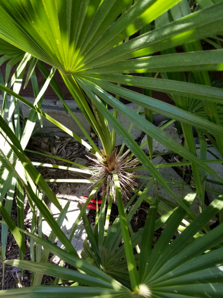 Trithrinax acanthocoma2.png