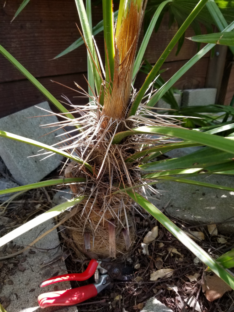 Trithrinax acanthocoma1.png