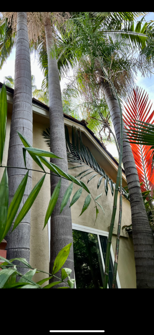 windmill palm tree root system