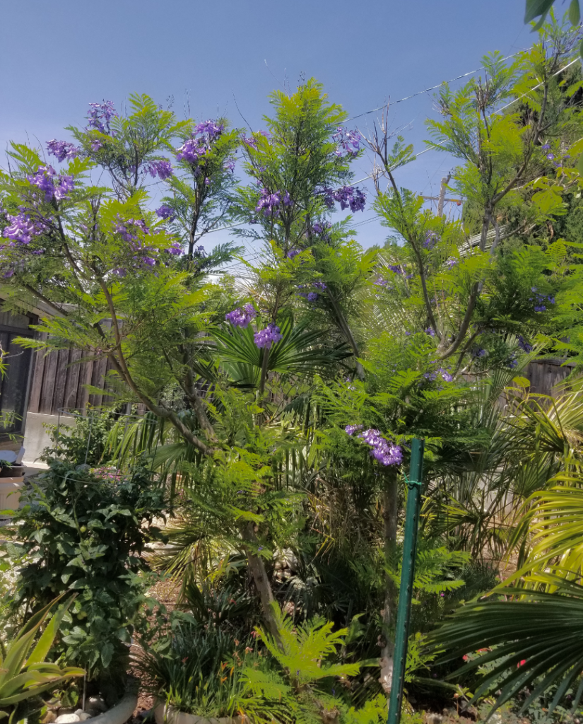 jacaranda.png