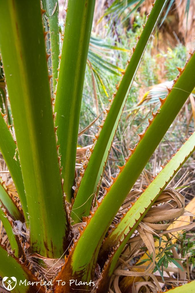 palm-canyon-washingtonia-filifera-petiole-detail.jpg.864e240795ff2f89a2049d83ac50690d.jpg