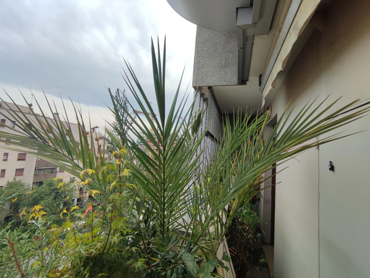 Phoenix Dactylifera (in troubles?) - PALMS IN POTS - PalmTalk