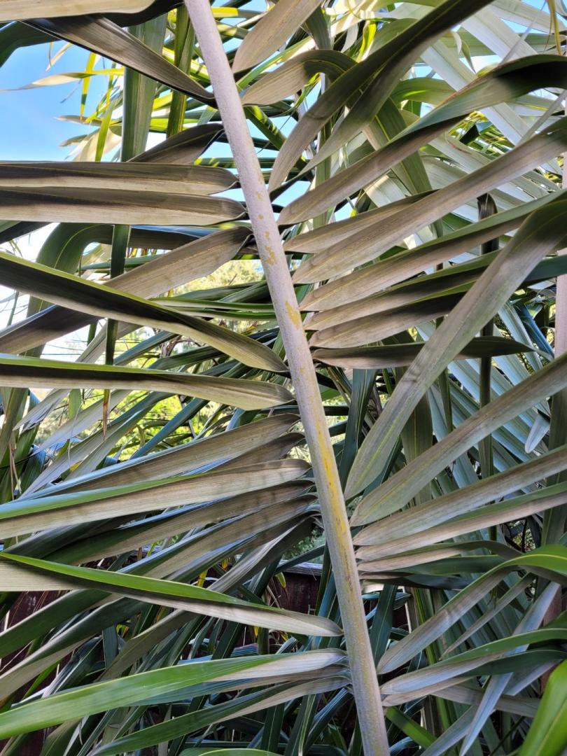 Calling all Ceroxylon experts identification required - DISCUSSING PALM ...