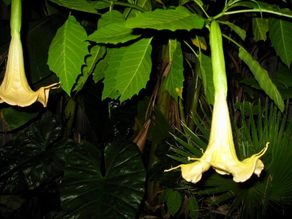 Brugmansia.jpeg