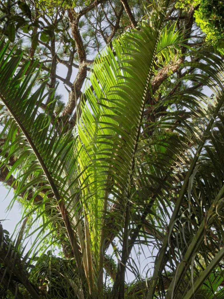 Chrysalidocoarpus (Dypsis) decaryi triangle palm beck yard July 2023 new leaf.jpg