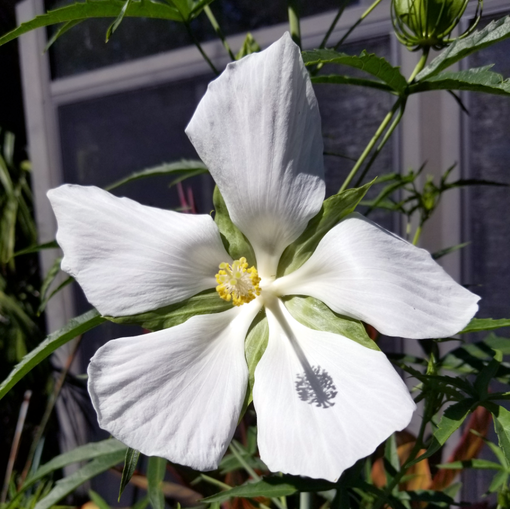 Hibiscus coccineus Alba1.png