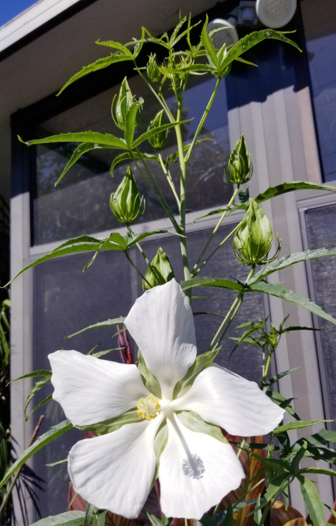 Hibiscus coccineus Alba2.png