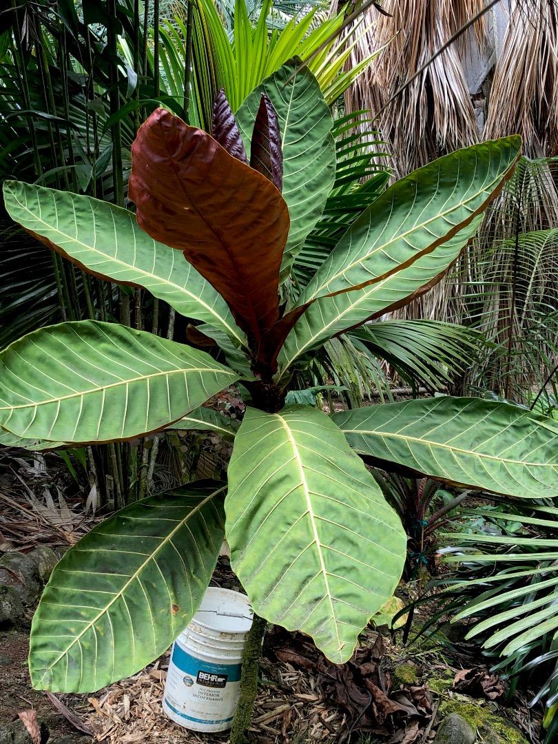 What to do with a Pentagonia? Other than stare awestruck? - TROPICAL  LOOKING PLANTS - Other Than Palms - PalmTalk