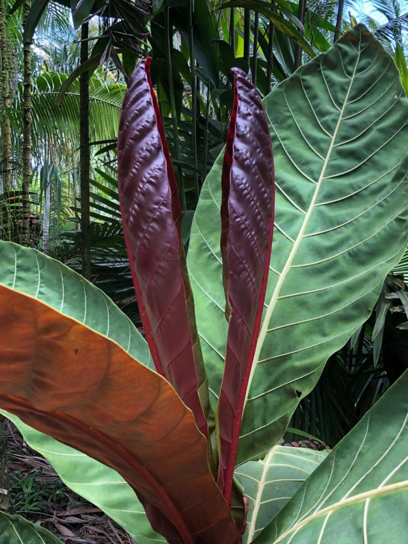 What to do with a Pentagonia? Other than stare awestruck? - TROPICAL  LOOKING PLANTS - Other Than Palms - PalmTalk