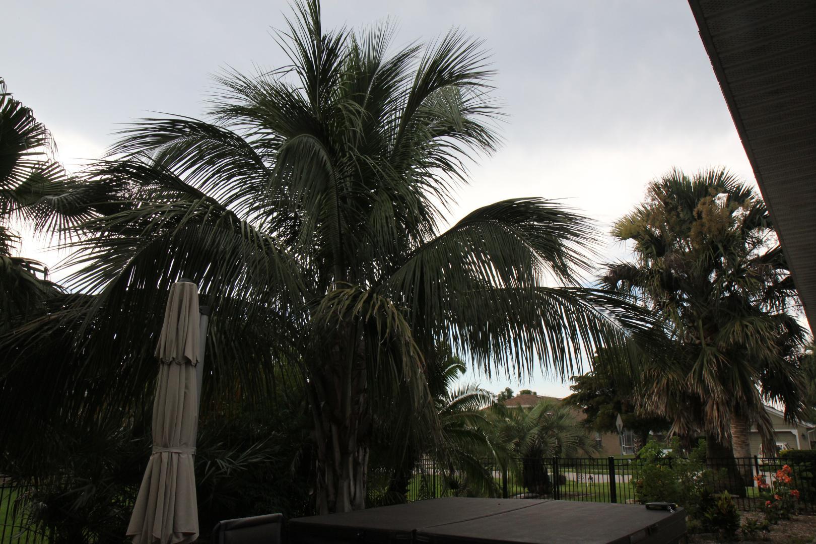 Coconut Palm 9a/9b Palm Coast Florida And Need Advice On Crowding ...