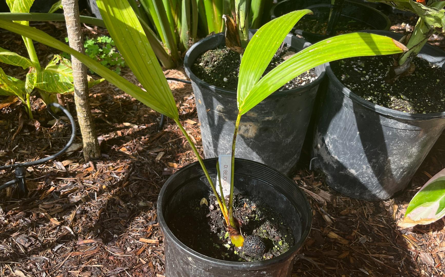 So Dypsis bejouf(a) is now Chrsalidocarpus titan, any others out there ...