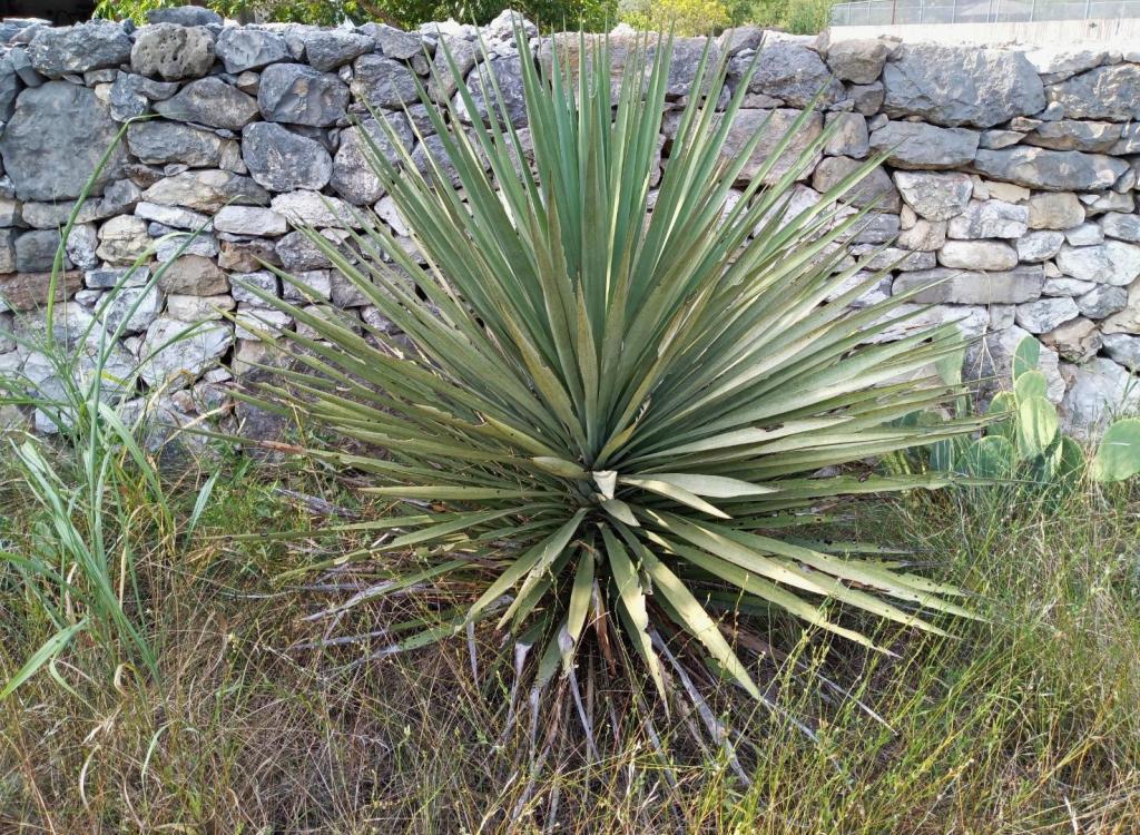 yucca2.thumb.jpg.5e77a1a22a9f22d4d709e16181bfaceb.jpg