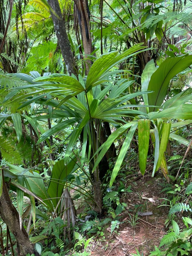 Cryosophila warscewiczii any others out there - DISCUSSING PALM TREES ...