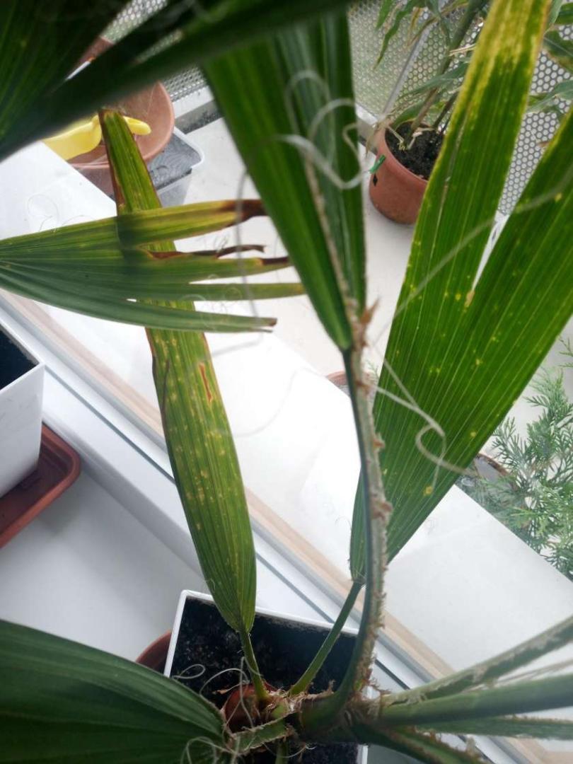 Pale Spots on Washingtonia: Potassium Deficiency or Disease ...