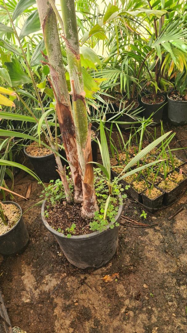 Foxtail Palm Babies, Wodyetia Bifurcata, 9 Tall From Soil in Grow