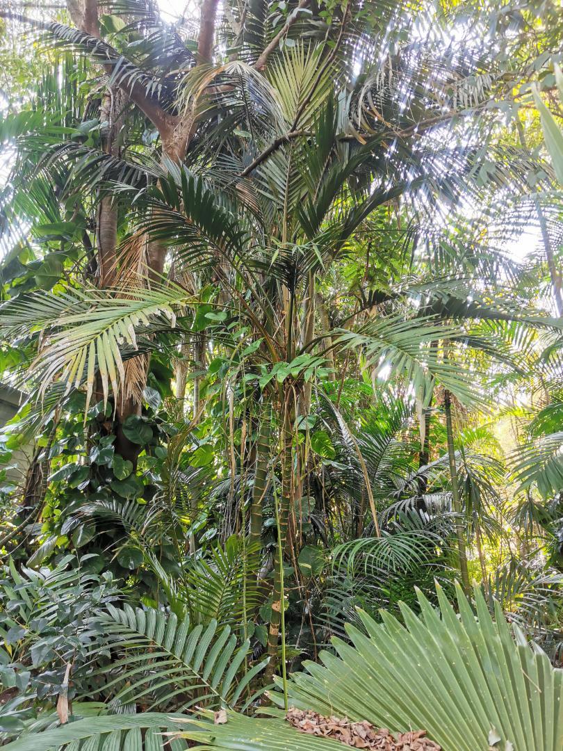 Mature laccospadix australasicus - DISCUSSING PALM TREES WORLDWIDE ...