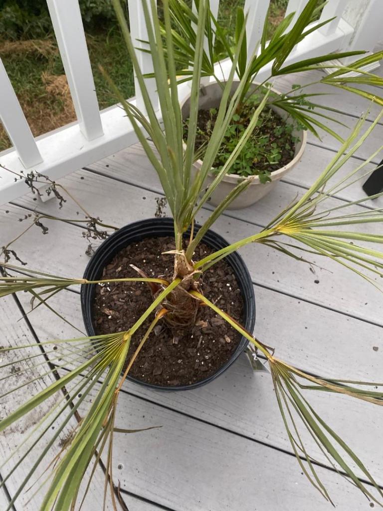 Windmills Palm Cold Hardy Palms Palmtalk