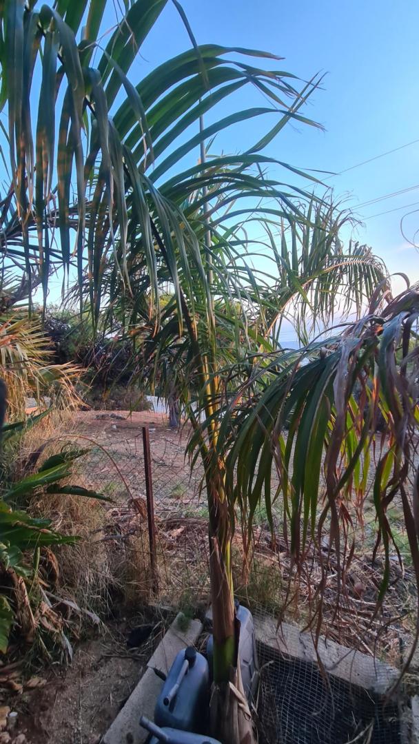 Foxtail Palm Babies, Wodyetia Bifurcata, 9 Tall From Soil in Grow