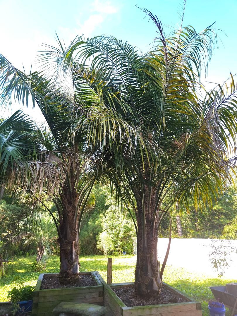 Mule palm cold hardiness unprotected. What's the lowest 