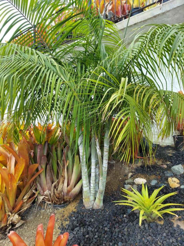 Dypsis onilahensis hillside Oct. 2023.jpg