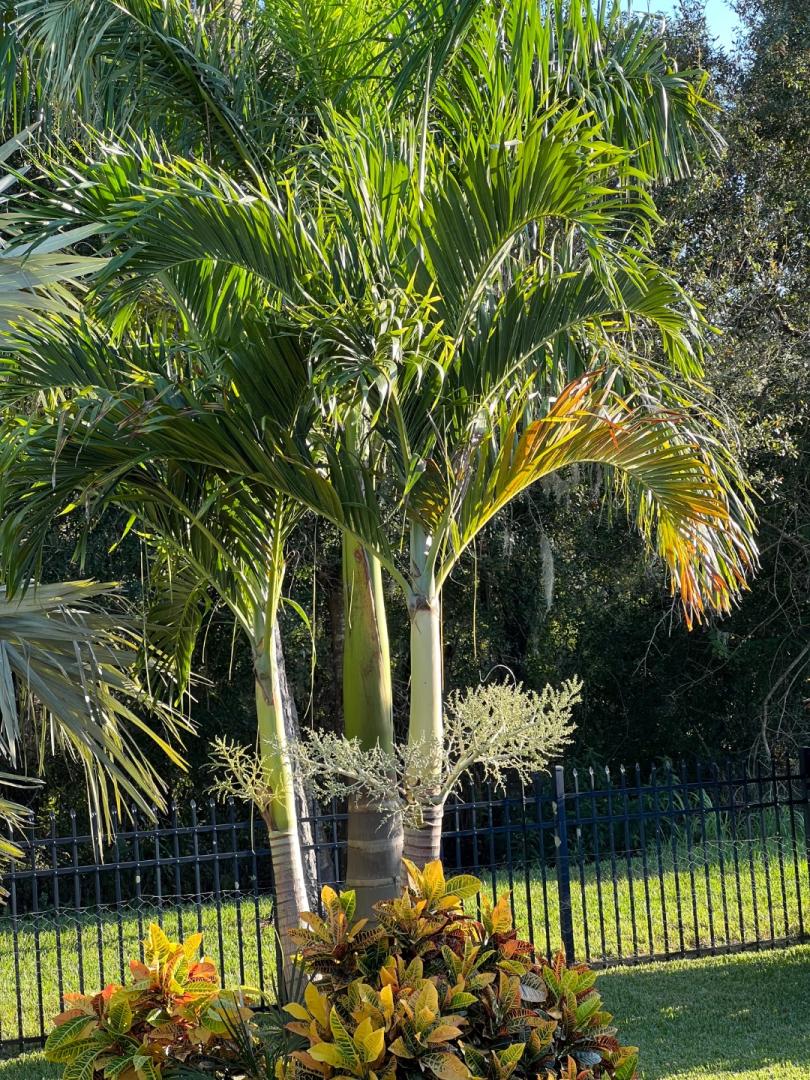 Lethal bronzing in Florida - DISCUSSING PALM TREES WORLDWIDE - PalmTalk