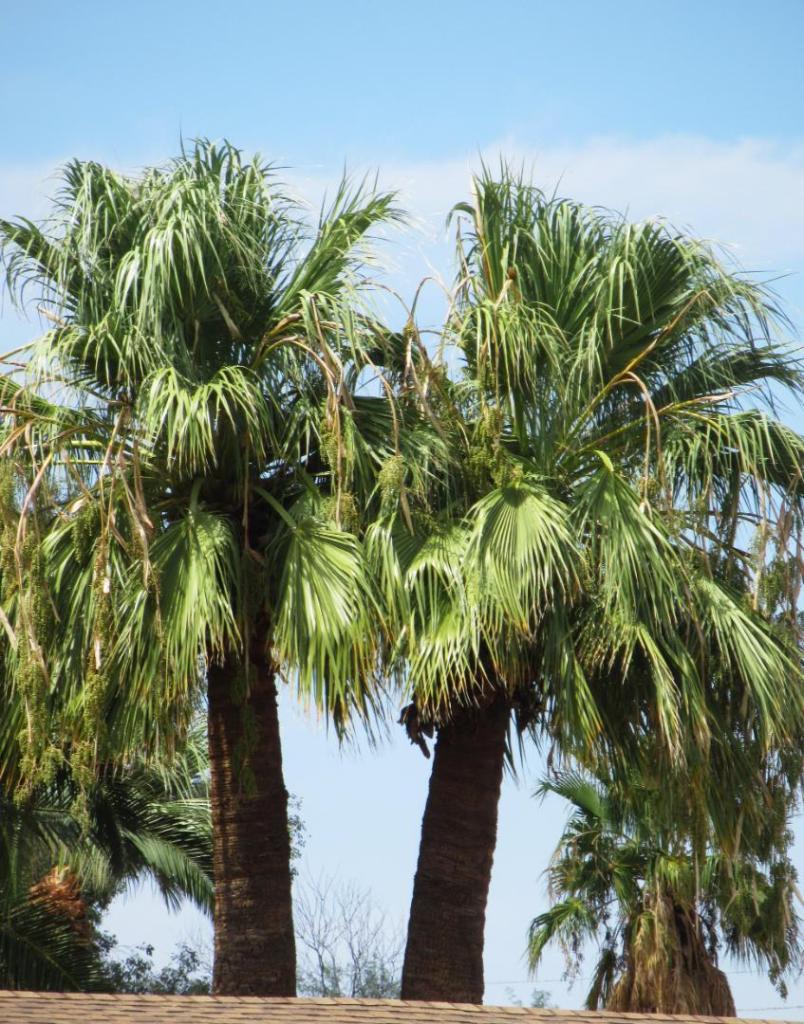 Overtrimmed filifera - DISCUSSING PALM TREES WORLDWIDE - PalmTalk