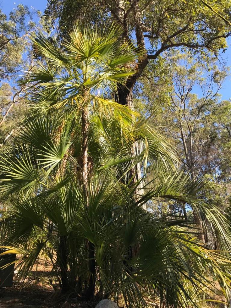 Serenoa Repens - DISCUSSING PALM TREES WORLDWIDE - PalmTalk