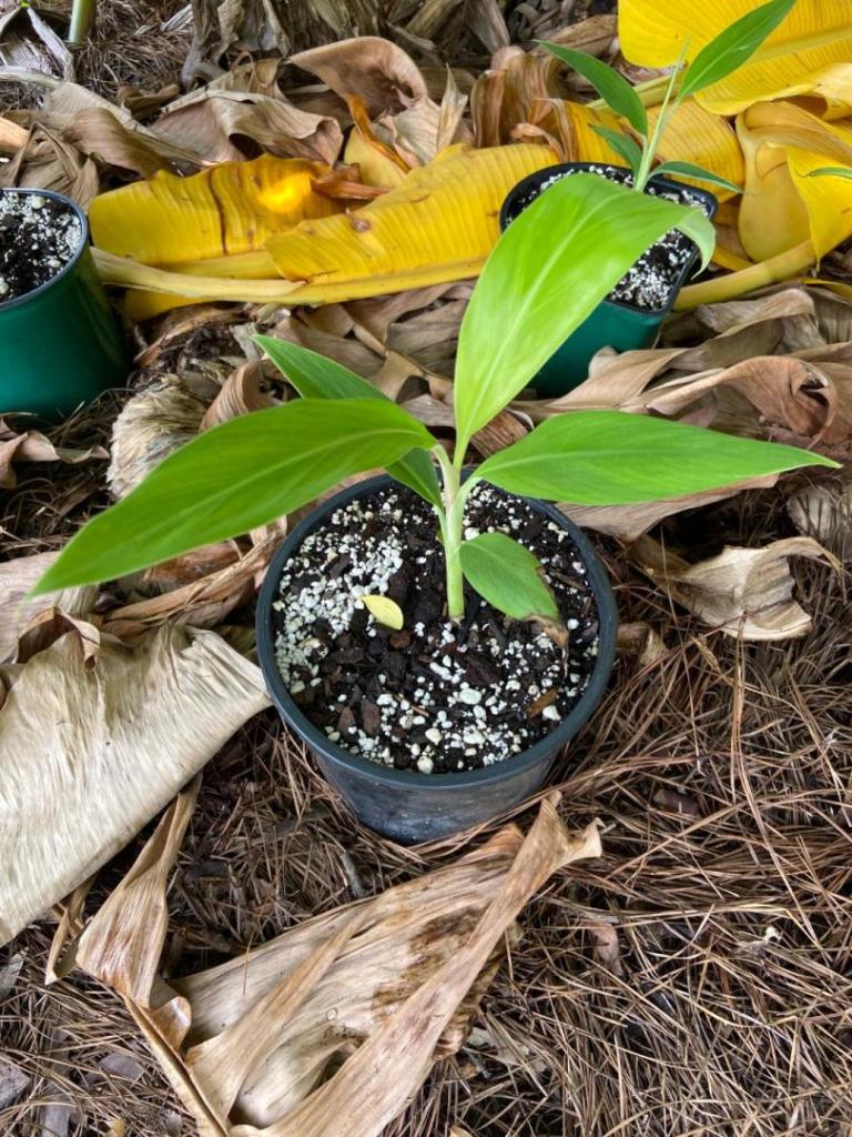 Musa nagensium seedling 1.jpg