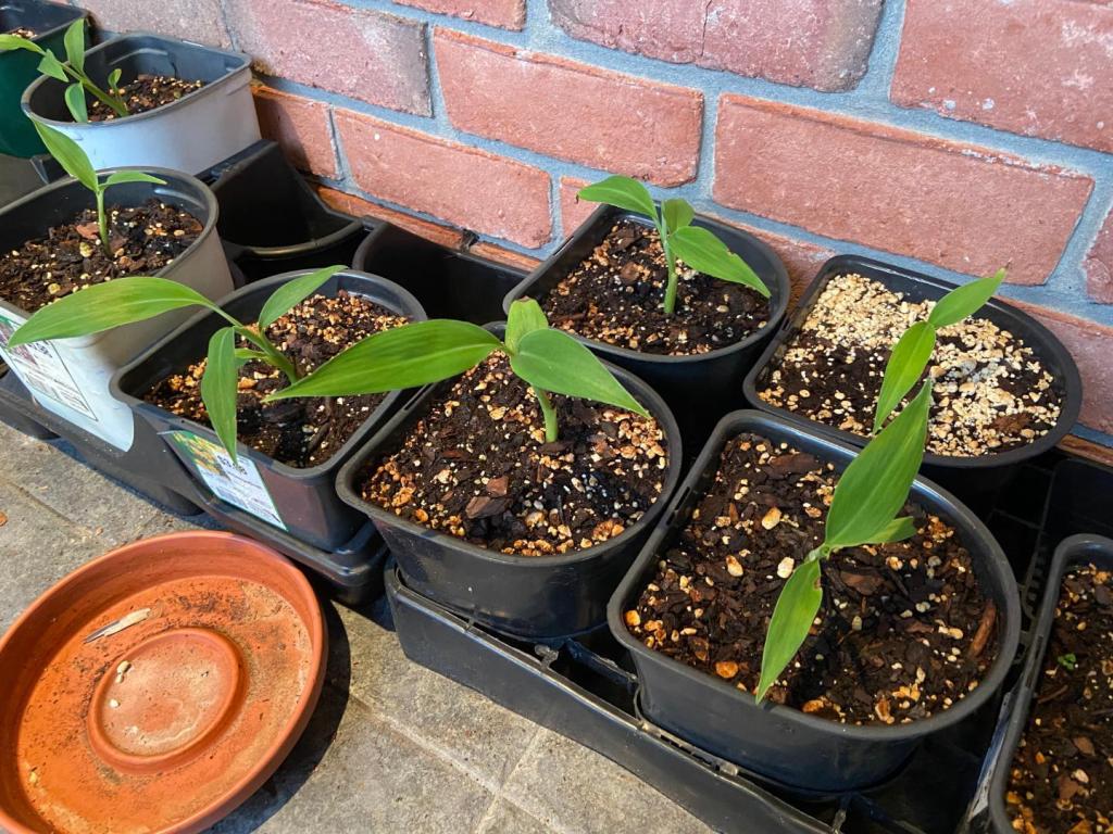 Musa nagensium seedlings 1.jpg