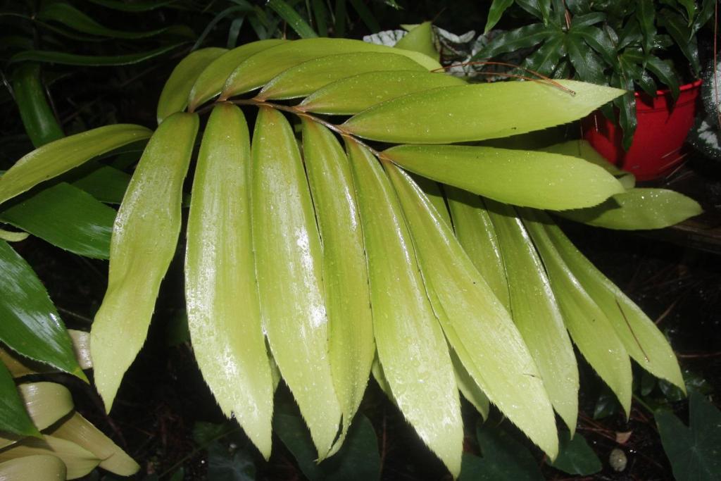 Zamia splendens1.jpg