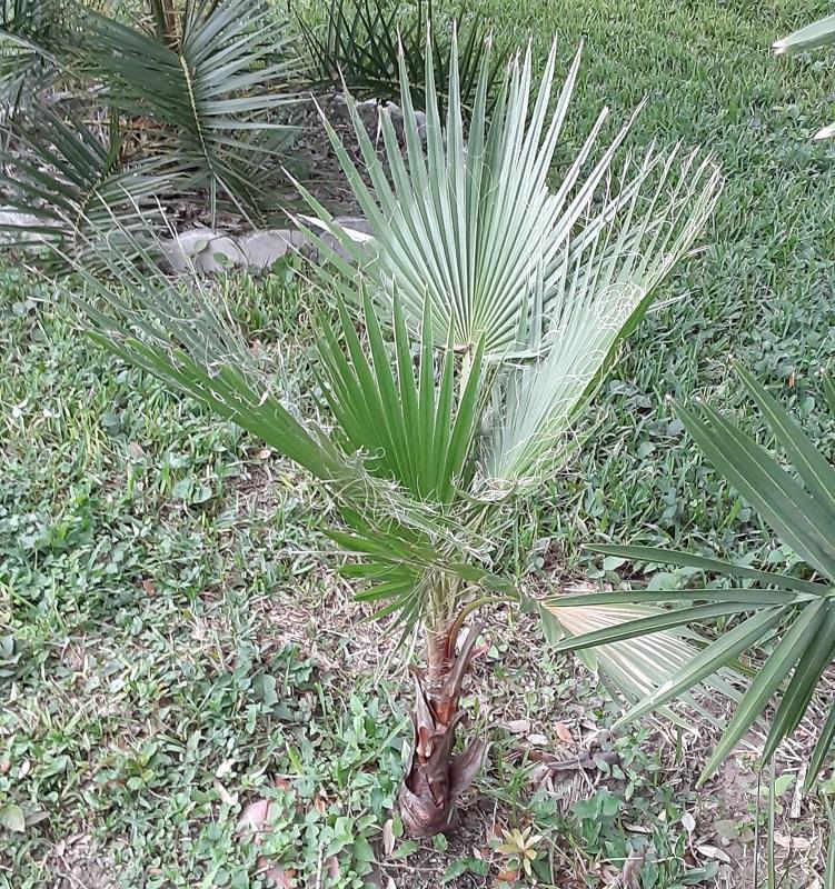 0007_Washingtonia.jpg.b5c0d61ea631ee1a9a860ad848173e5a.jpg