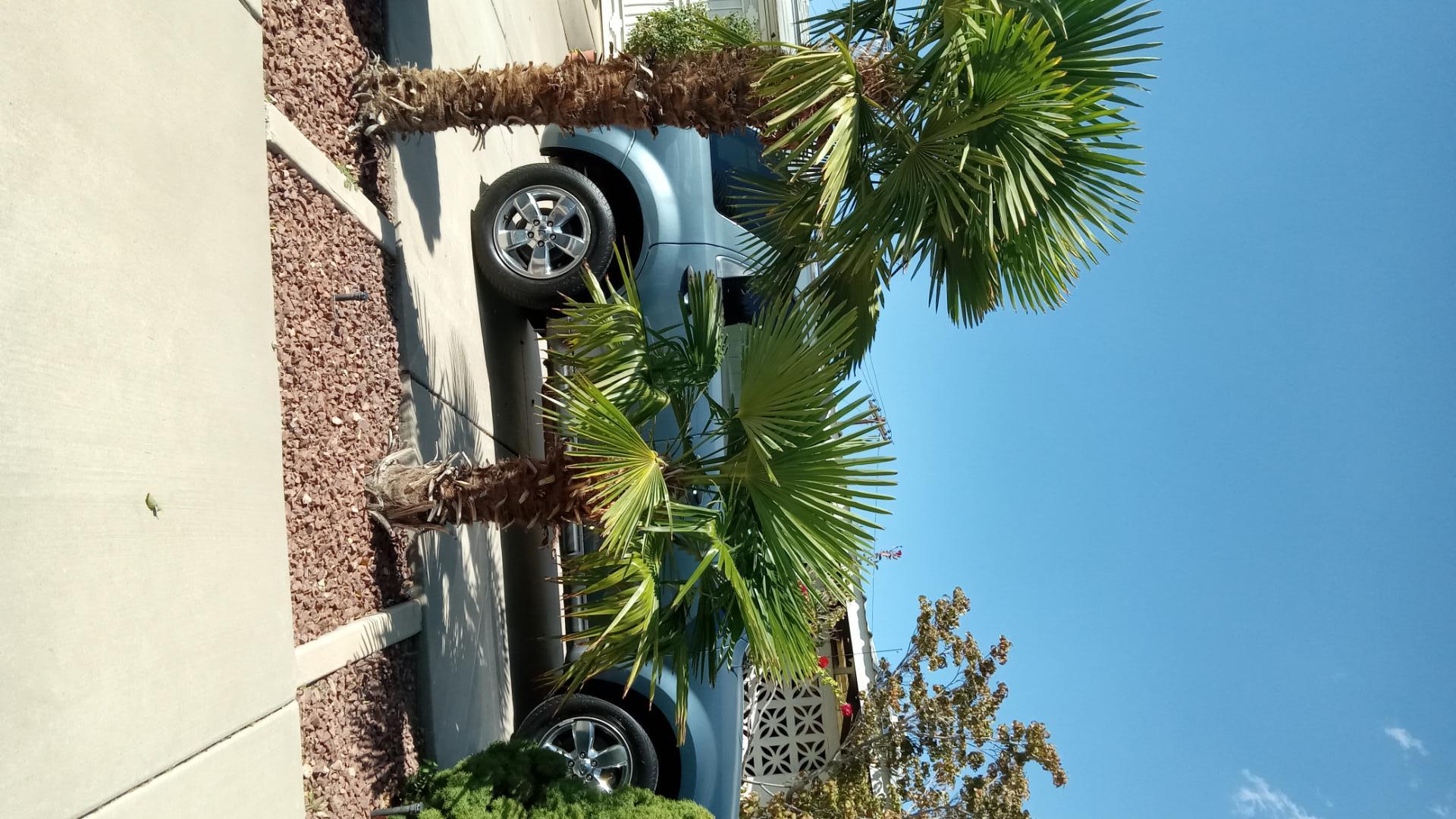 Palm Trees in Albuquerque, Zone 7b COLD HARDY PALMS PalmTalk