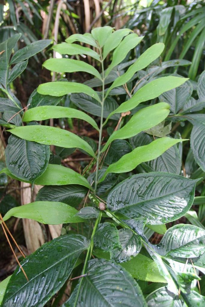 Amorphophallus over Z. picta.jpg