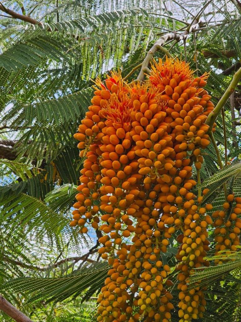 Colvillea racemosa-20231022_130519.jpg