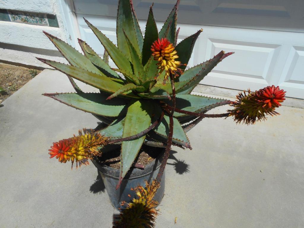 Aloe Marlothii