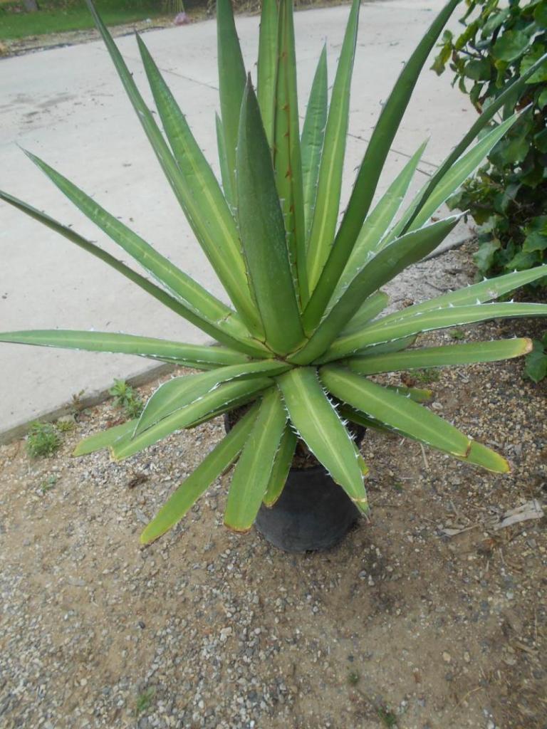 Agave kershovei