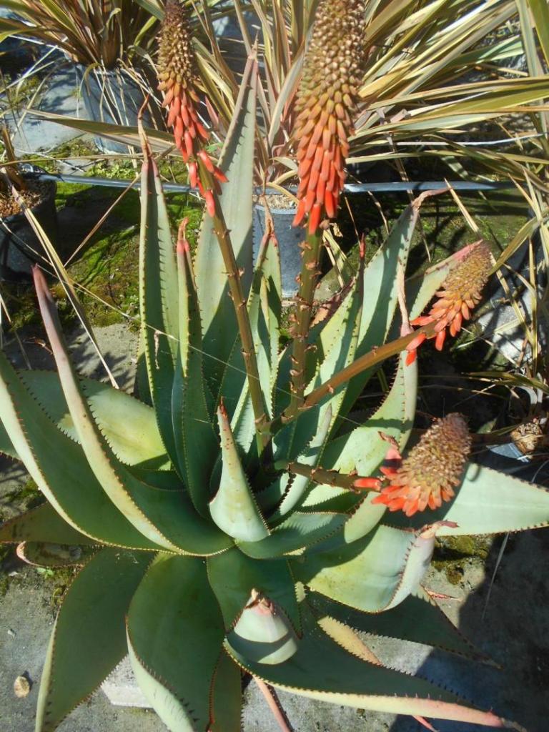 Aloe reitzii