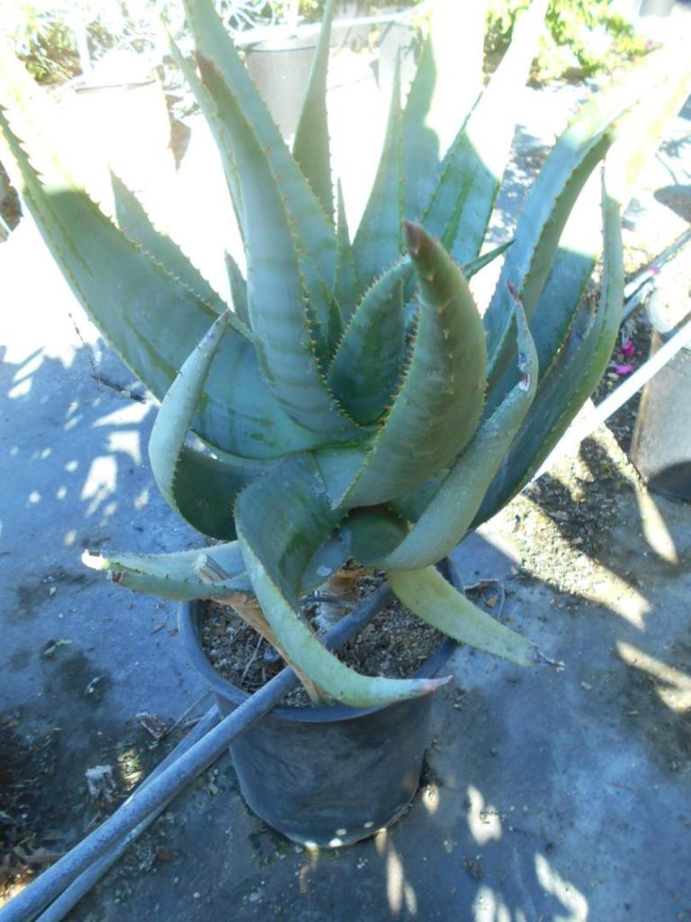 Aloe africana