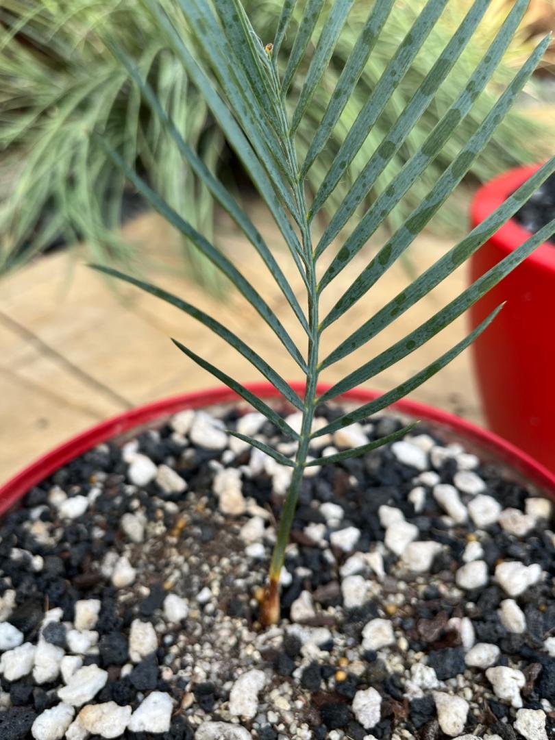 Macrozamia Macdonnellii seedling, dig it out? - TROPICAL LOOKING PLANTS -  Other Than Palms - PalmTalk