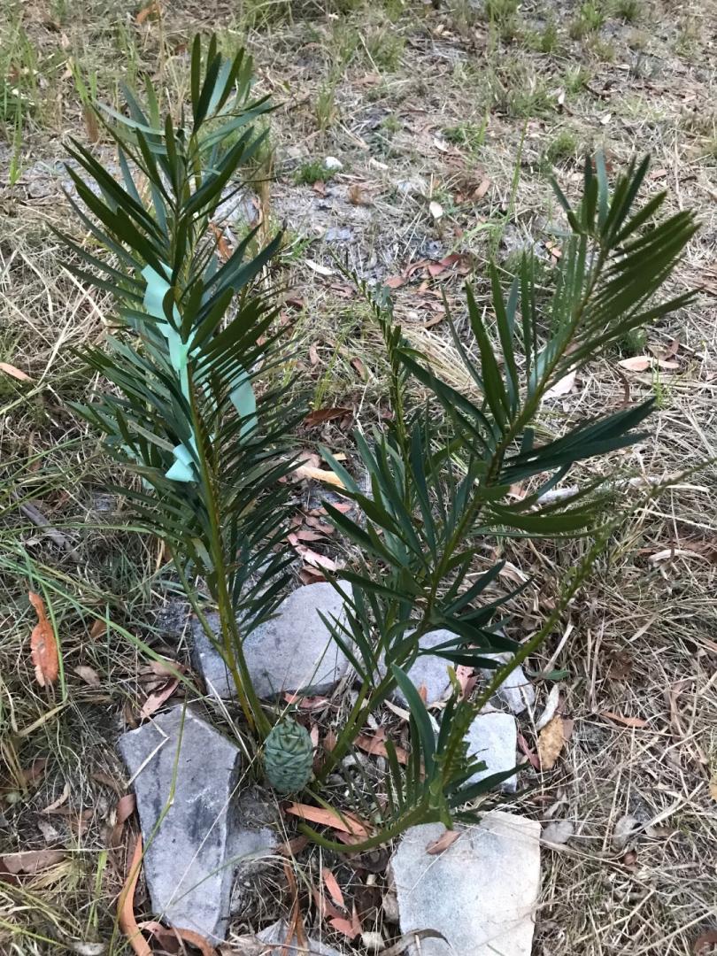 Macrozamia fawcettii - TROPICAL LOOKING PLANTS - Other Than Palms ...