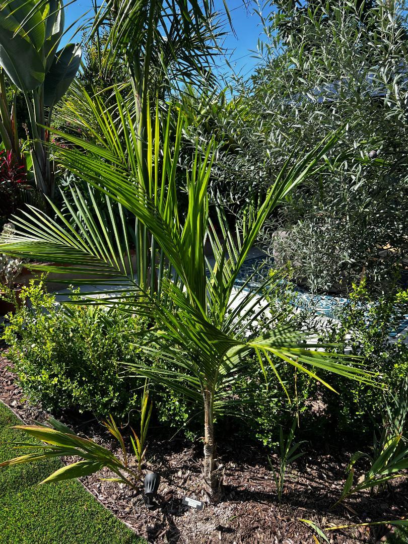 Syagrus Pseudococos - DISCUSSING PALM TREES WORLDWIDE - PalmTalk