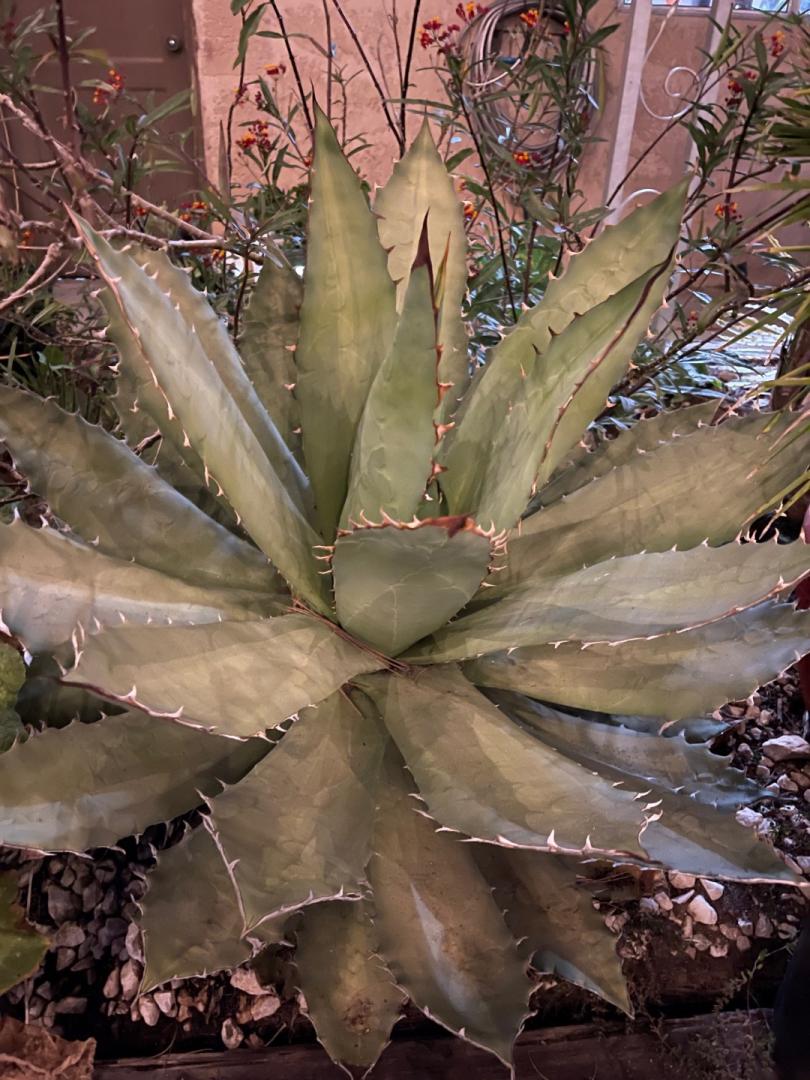 Agave oteroi anyone ? - TROPICAL LOOKING PLANTS - Other Than Palms