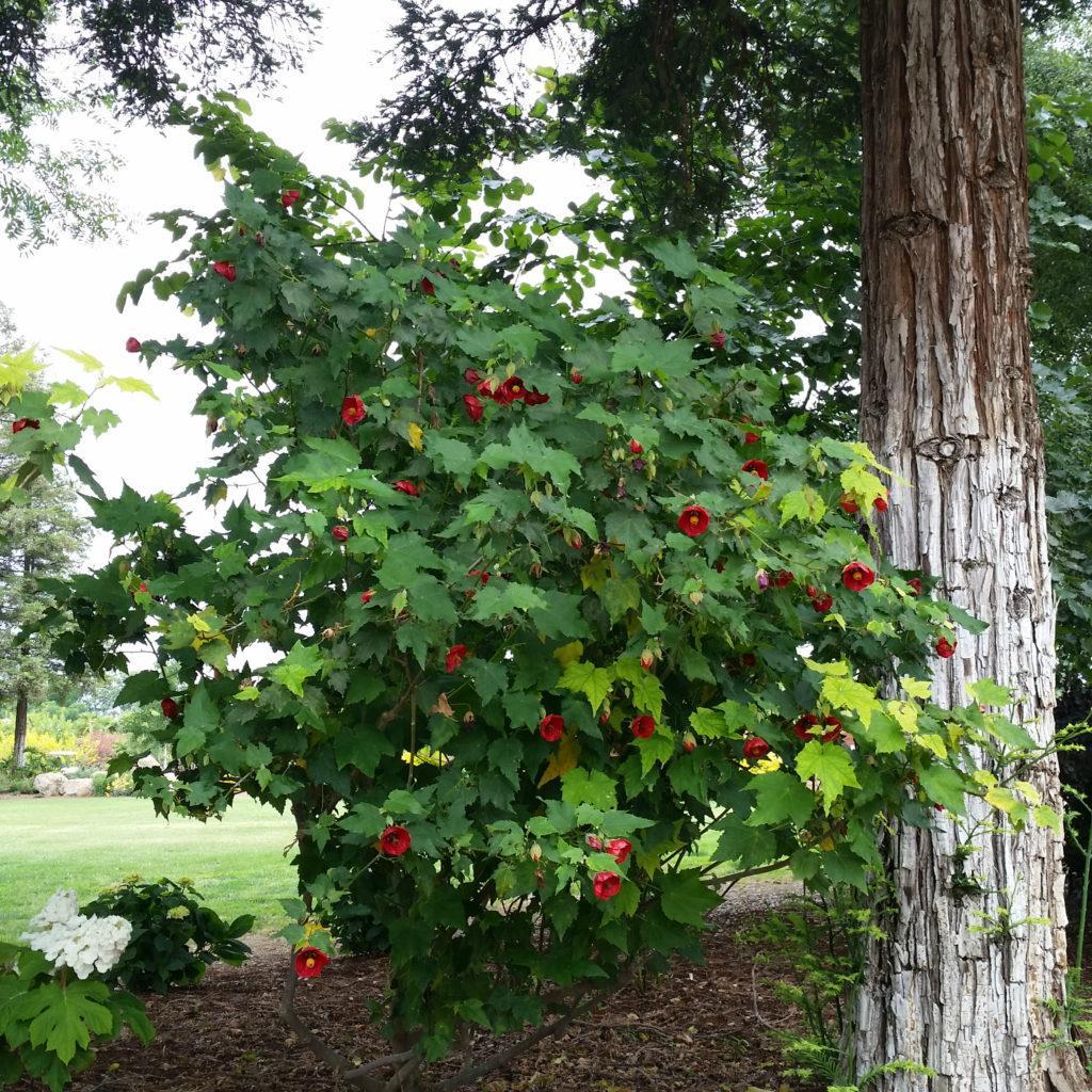 Abutilon-Strybing-Red-2a-1024x1024-2722203167.jpg.8bdb52330a1457371d220070a6260aea.jpg