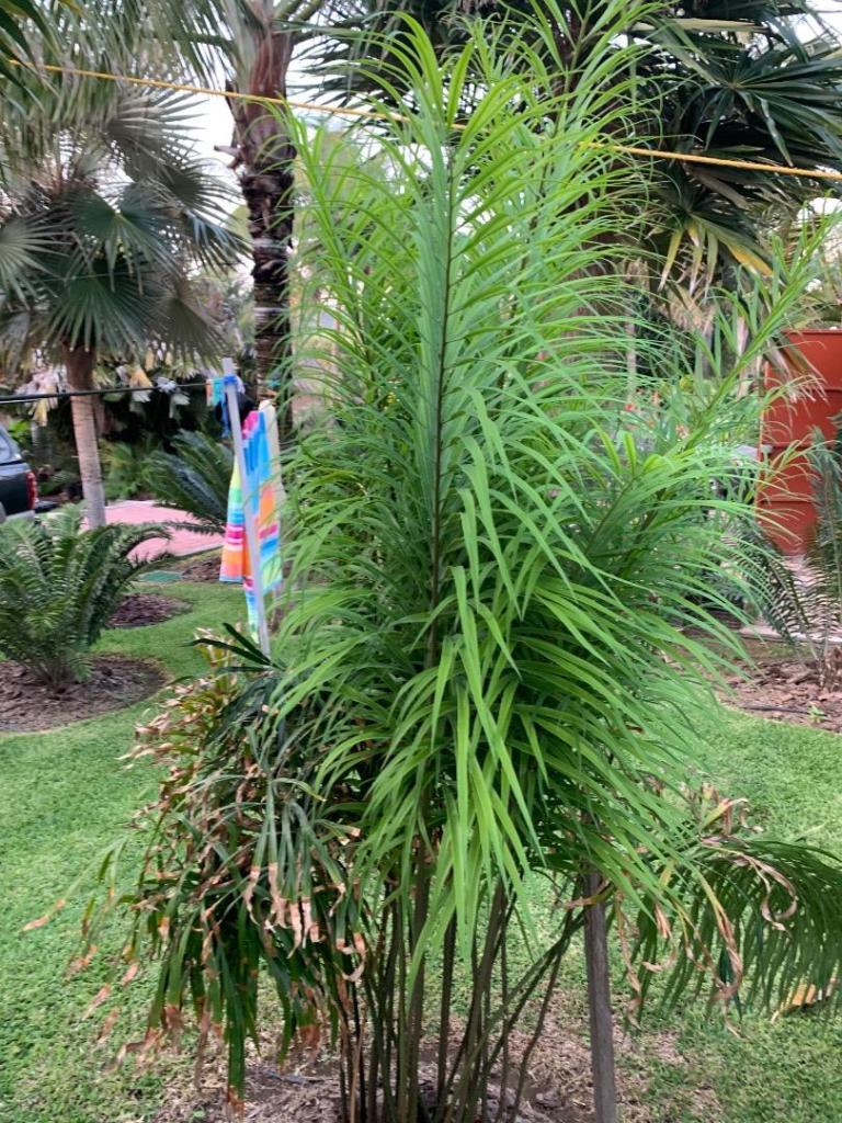 Cycas multifrondis 1.jpg